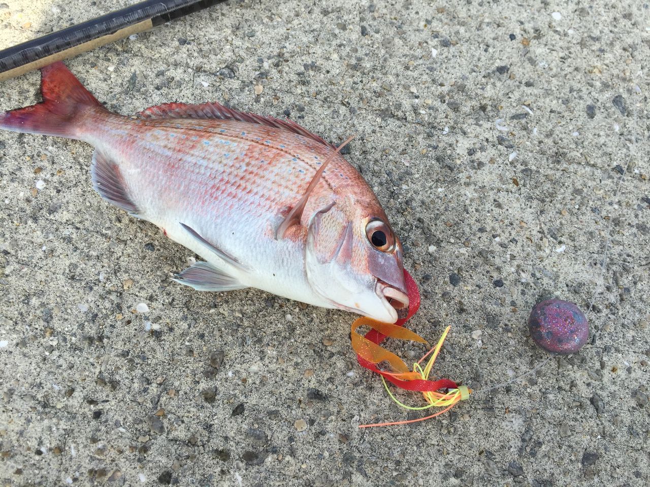 続 ショアラバ 釣 てくてく Cho Teku Teku 続 ショアラバ 釣 てくてく Cho Teku Teku
