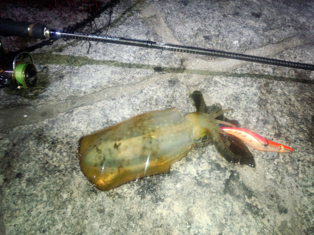 秋じゃないよ春ですよ下津井アオリ やっとオス 釣 てくてく Cho Teku Teku