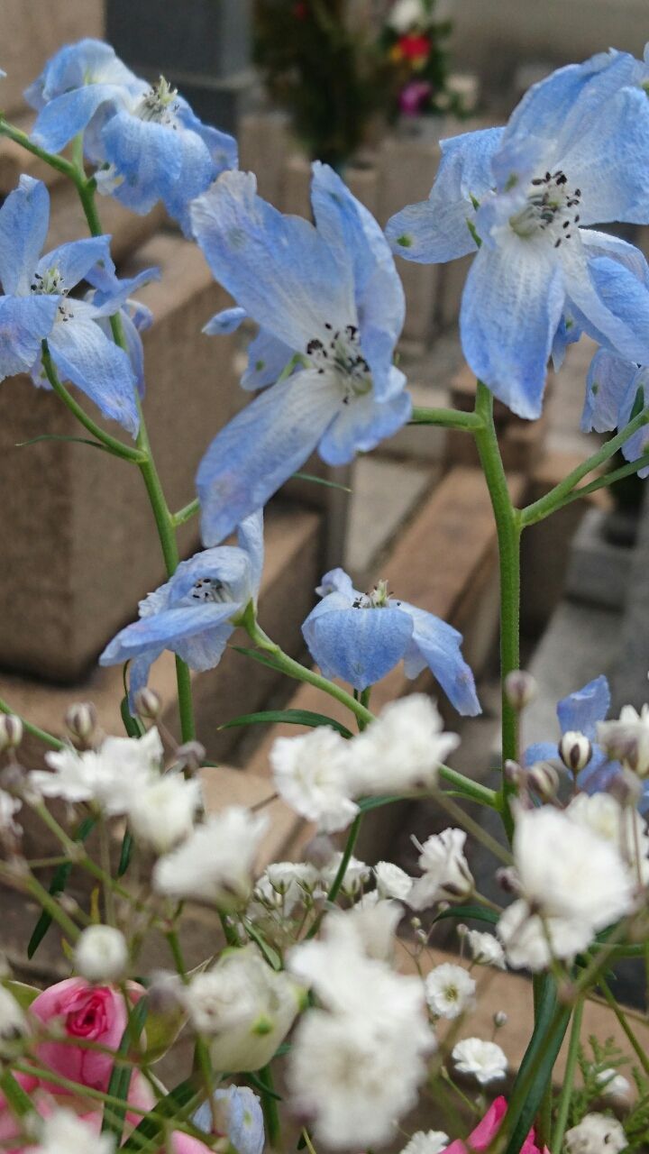 うれしや花の春彼岸 結願 長安寺 大阪 天王寺 浄土宗 ナムアミダブツ 人