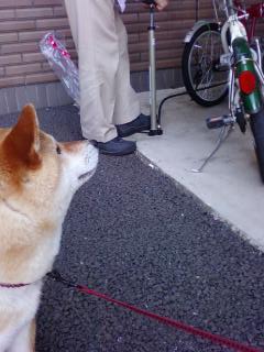 ホームセンターと空気入れ : 柴犬 チョビの記録と思い出