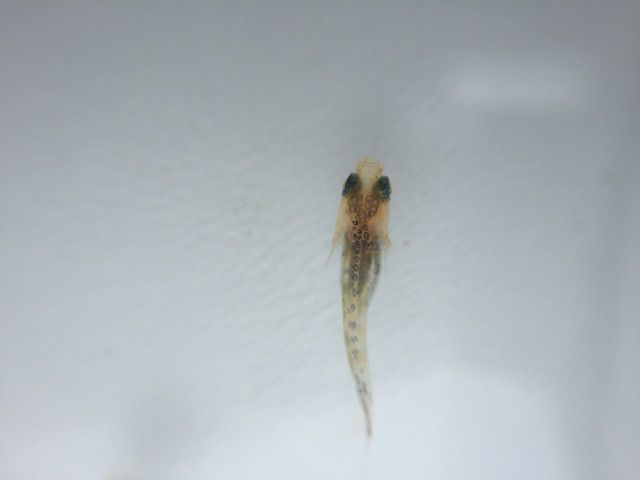 三色錦メダカの稚魚が成長してまぁす 雅 Miyabi Diary メダカ 飼育 繁殖と田舎暮らし 三色錦メダカの稚魚が成長してまぁす 雅 Miyabi Diary メダカ 飼育 繁殖と田舎暮らし