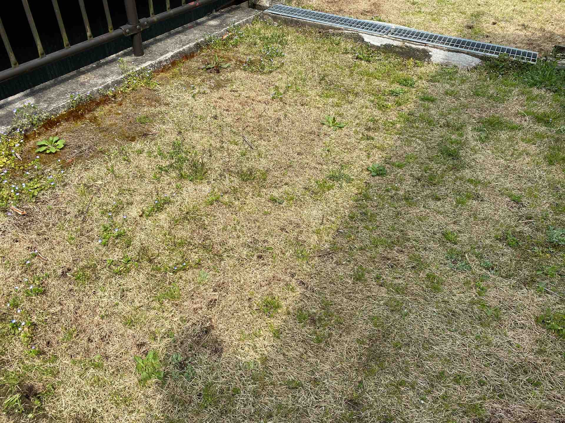 芝生の成長とドッグランへの道 雅 Miyabi Diary メダカ 飼育 繁殖と田舎暮らし 芝生の成長とドッグランへの道 雅 Miyabi Diary メダカ 飼育 繁殖と田舎暮らし