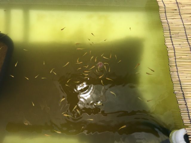 メダカも夏バテf 冷凍ミジンコで夏を乗り切ろう 雅 Miyabi Diary メダカ 飼育 繁殖と田舎暮らし メダカも夏バテf 冷凍ミジンコで夏を乗り切ろう 雅 Miyabi Diary メダカ 飼育 繁殖と田舎暮らし