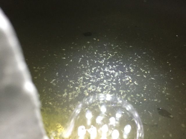 ミジンコ夜間観察 雅 Miyabi Diary メダカ 飼育 繁殖と田舎暮らし