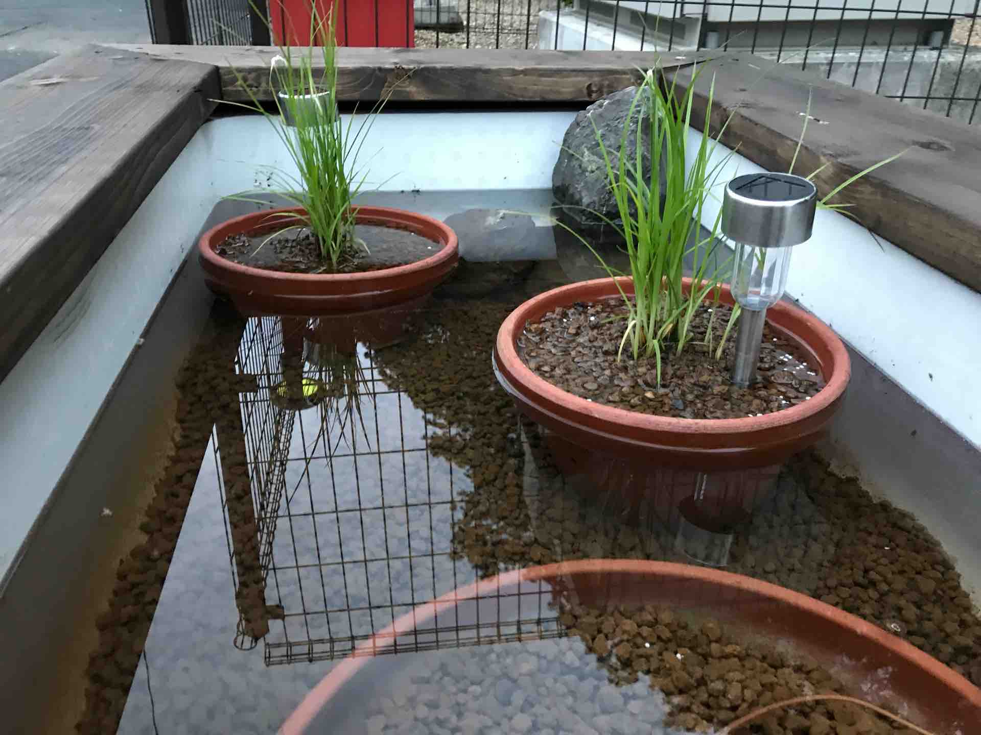 メダカ ビオトープを作ろう 其の六 ナイトビオ 雅 Miyabi Diary メダカ 飼育 繁殖と田舎暮らし メダカ ビオトープを作ろう 其の六 ナイトビオ 雅 Miyabi Diary メダカ 飼育 繁殖と田舎暮らし