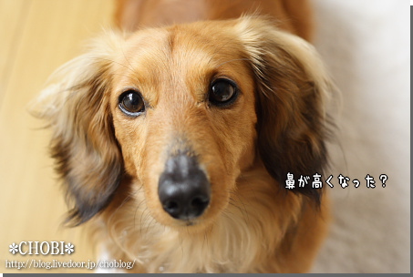 顔の変化 Choblog 顔の変化 Choblog
