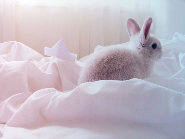 うさぎ画像をひたすら眺めて癒されたい方 こちらです Blog うさぎ画像をひたすら眺めて癒されたい方 こちらです Blog