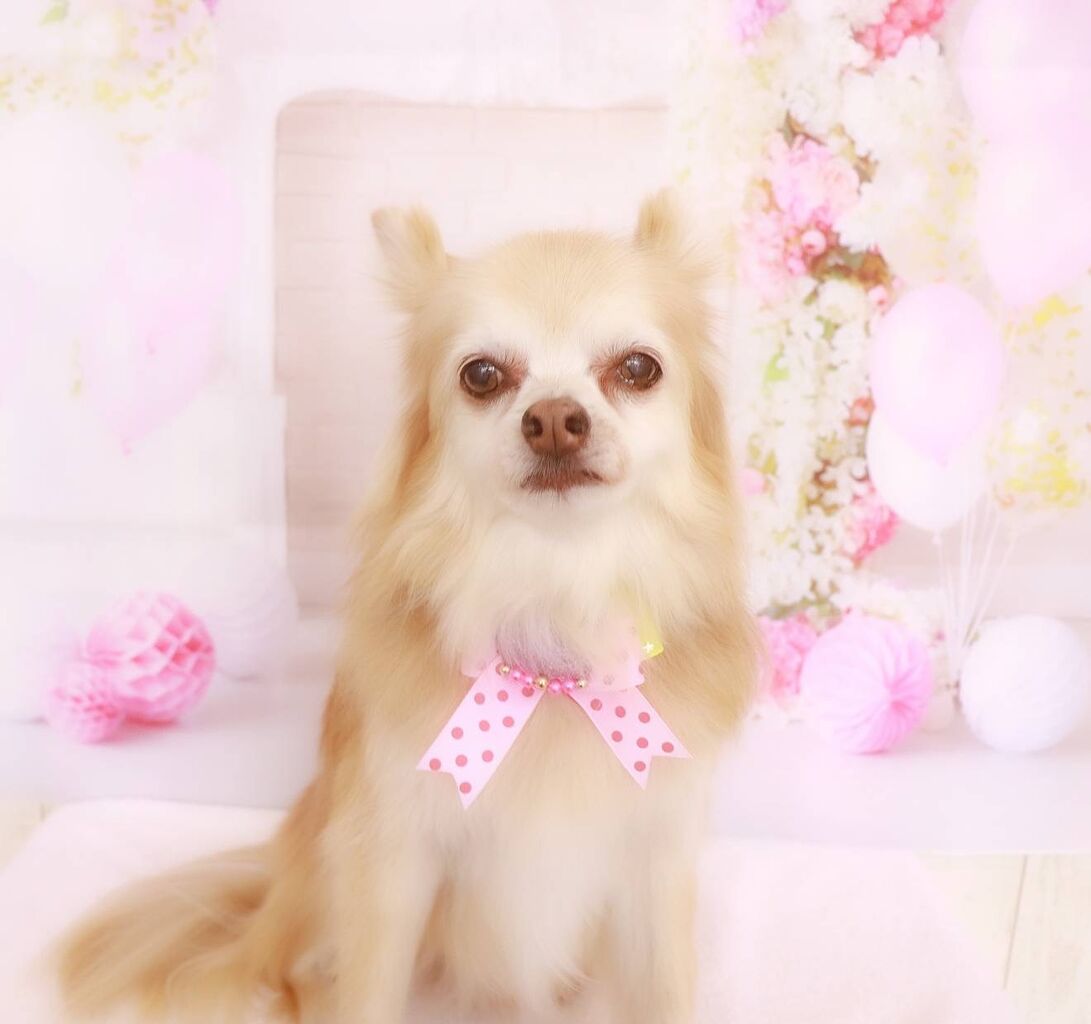 チョコ写真集 男前 チワワ