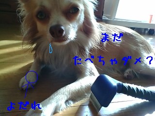 ファーミネーター その後 男前 チワワ ファーミネーター その後 男前 チワワ