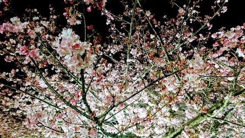 河津桜
