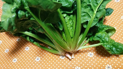 ほうれん草③