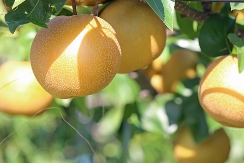 pear-2720106_1280
