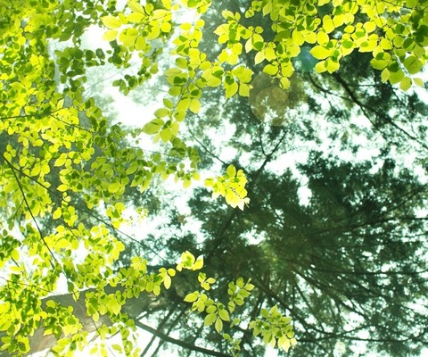 o0800066713658039684