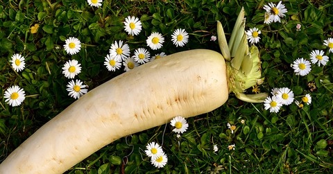 radish-2290709_640