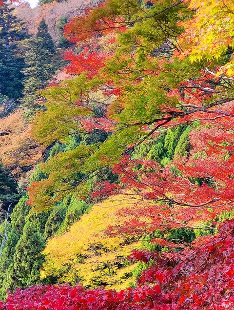 紅葉2