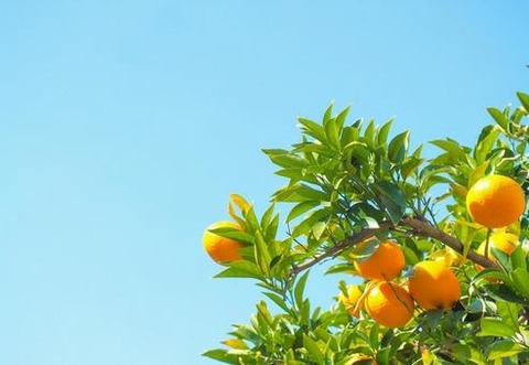 80d8cc4175ece45dfc8a3bc49245d71f_t