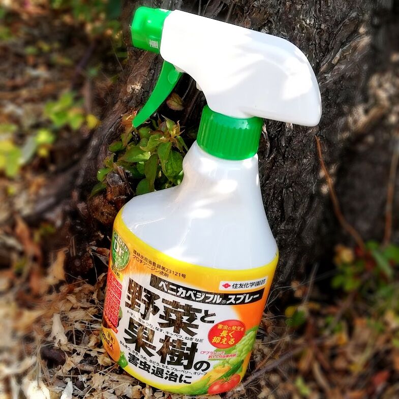 敗北 今年のアブラムシ駆除は薬剤で 簡単 電子レンジで梅仕事 レンチン梅 敗北 今年のアブラムシ駆除は薬剤で 簡単 電子レンジで梅仕事 レンチン梅
