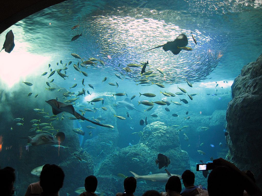 新江ノ島水族館 Chocoball Goes To London Lbs留学記