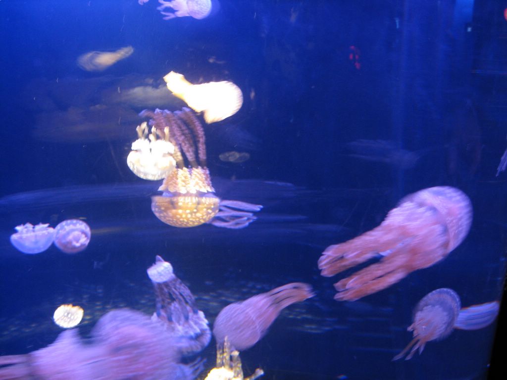 新江ノ島水族館 Chocoball Goes To London Lbs留学記