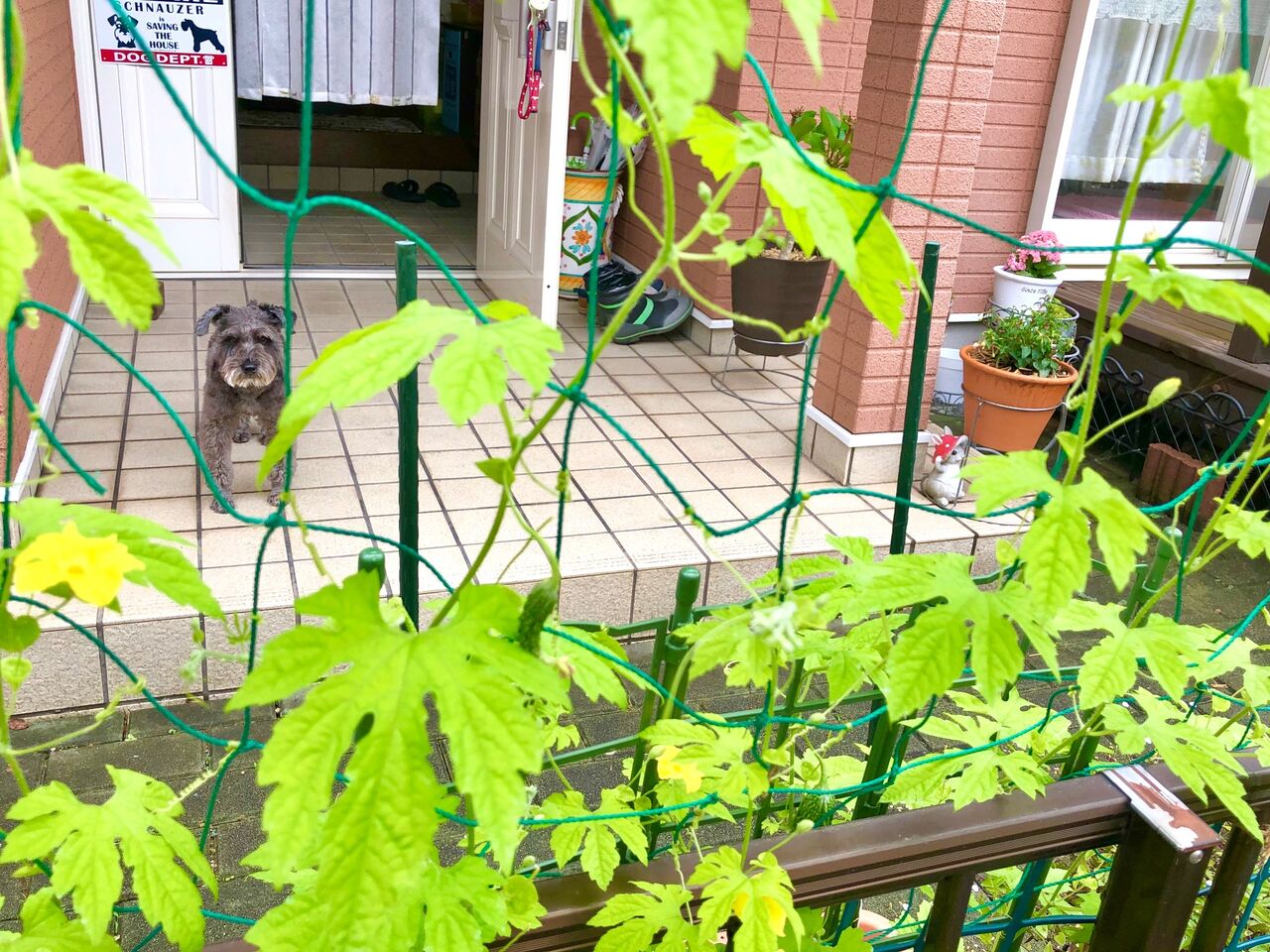 グリーンカーテン しょこらと一緒 Happyしょこらいふ