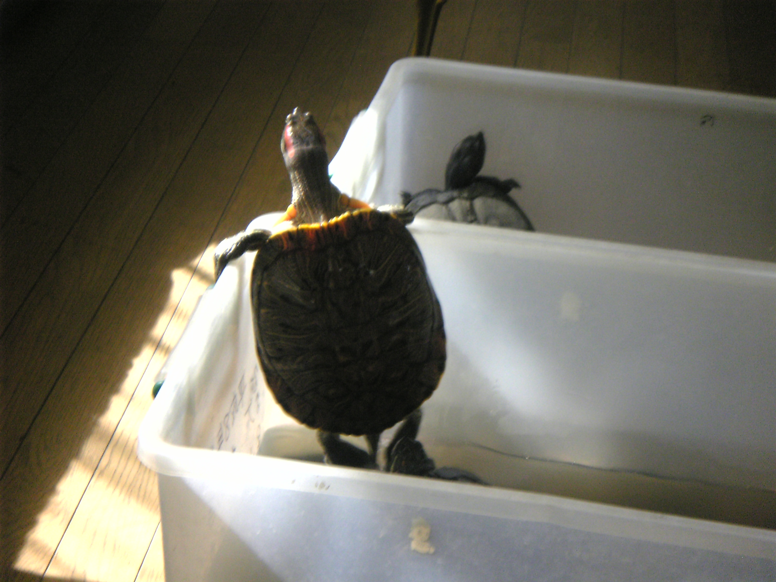 亀3匹 しょうこ先生の日々