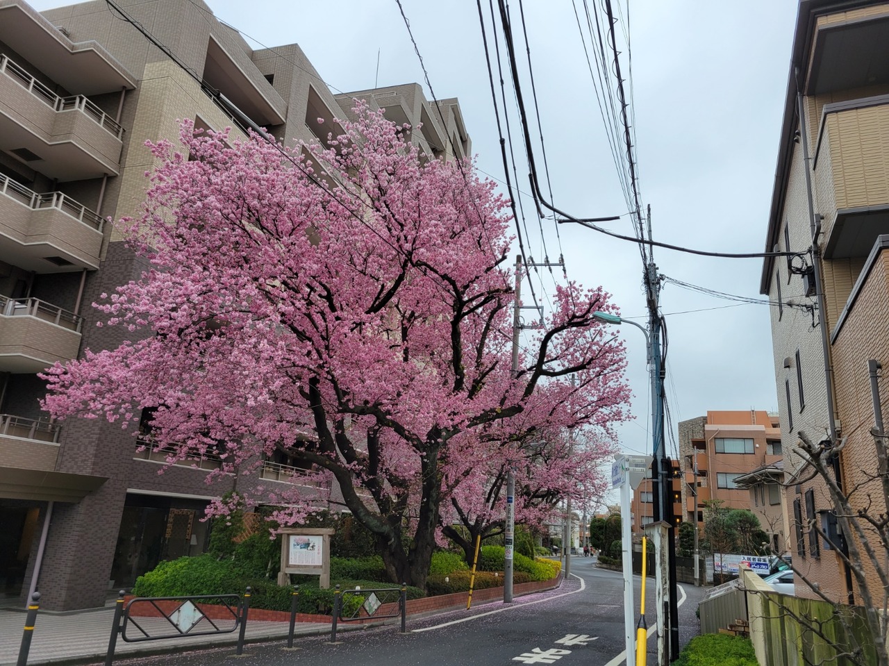 調布市指定保存樹 ハリウッドの大寒桜が満開 名前の由来からの いい話 をご紹介 ちょうふ通信
