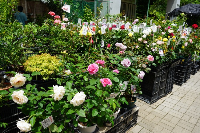 DSC00172
