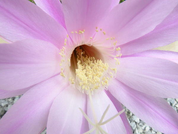 2016-06-08 サボテンの花 005