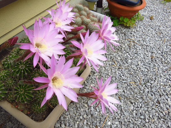 2016-06-08 サボテンの花 001