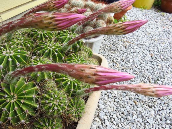 2016-06-07 サボテンの花 002R