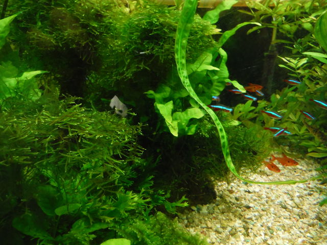 趣味でアクアリウム 熱帯魚 水草水槽やってます 週１の水替えです ちょい買い雑記帳