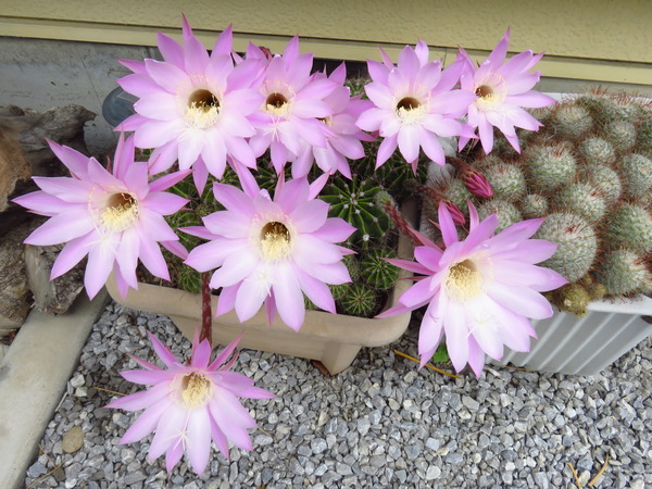 2016-06-08 サボテンの花 003