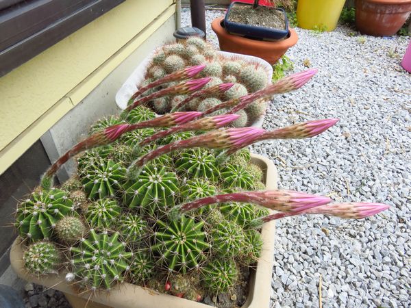 2016-06-07 サボテンの花 001R