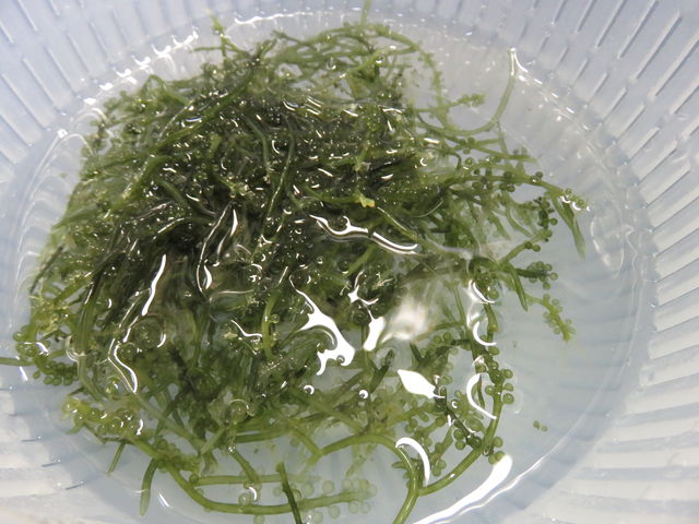 プチプチの食感にシビれた はじめて食べた海ぶどうは 酒を飲まずにはいられなくなるウマさだった ちょい買い雑記帳 プチプチの食感にシビれた はじめて食べた海ぶどうは 酒を飲まずにはいられなくなるウマさだった ちょい買い雑記帳