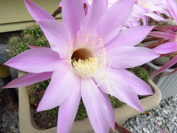 2016-06-08 サボテンの花 004