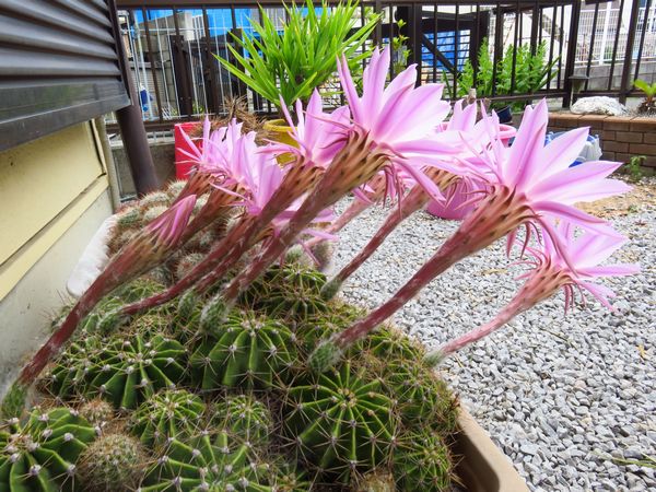 2016-06-08 サボテンの花 002R