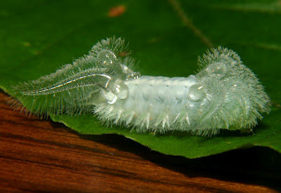 何これ虫なの 世界にはクリスタルのような幼虫がいた チョイ見 何これ虫なの 世界にはクリスタルのような幼虫がいた チョイ見