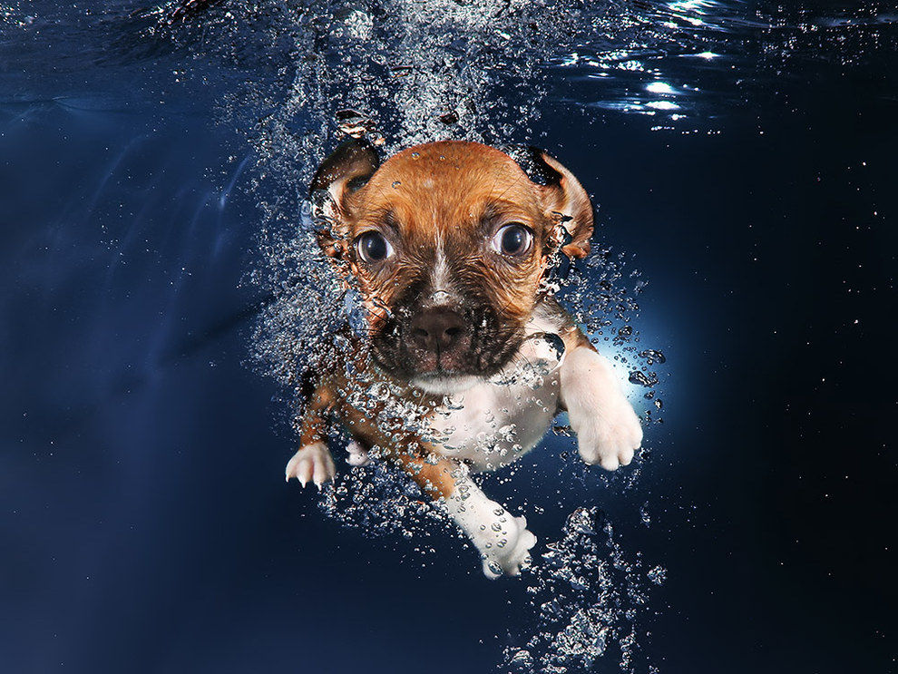 水中水泳レッスン中の子犬達の写真が愛らしすぎる チョイ見 水中水泳レッスン中の子犬達の写真が愛らしすぎる チョイ見