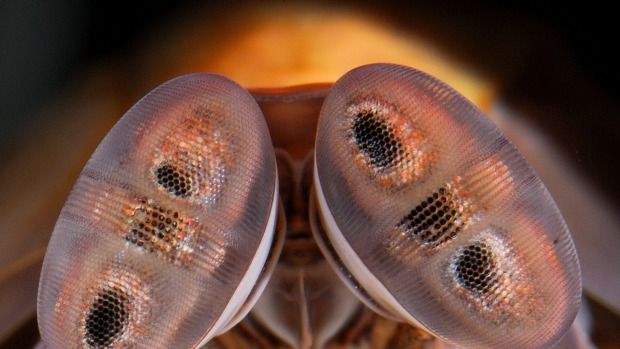 美味しいだけじゃない エビの目が癌細胞の発見に役立つことが判明 オーストラリア チョイ見