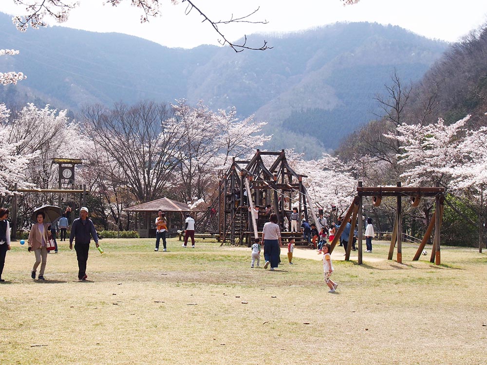 南丹市大野ダム公園でお花見 京都のチョイ悪主婦日記