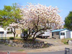 CIMG4774