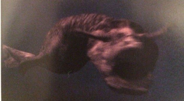 屈斜路湖のクッシー 日本のuma事件 合気道月光流道場長 チョコ助と伊東健治の公式ブログ 骸 むくろ をつけていま一戦 ひといくさ せん 屈斜路湖のクッシー 日本のuma事件 合気道月光流道場長 チョコ助と伊東健治の公式ブログ 骸 むくろ をつけていま一戦 ひといくさ せん