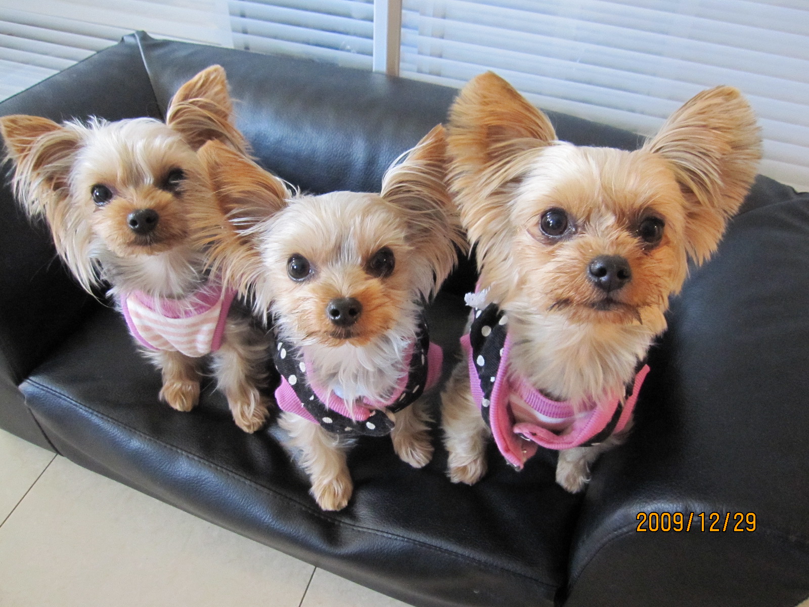 簡単 ワンコ洋服の型紙見つけました 小さな小さなヨークシャテリアのblog