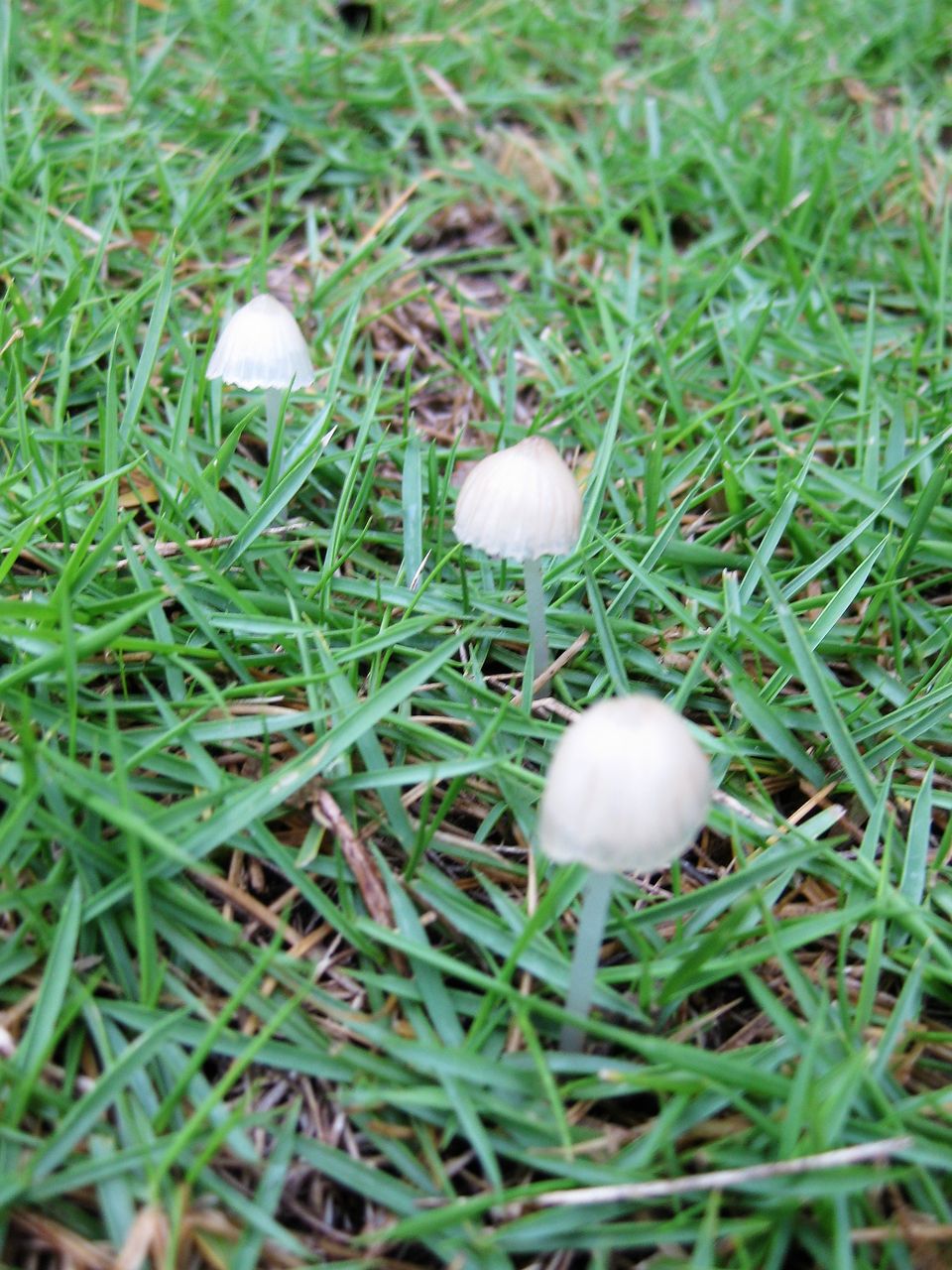 雨後のキノコ ちかごろの祐信