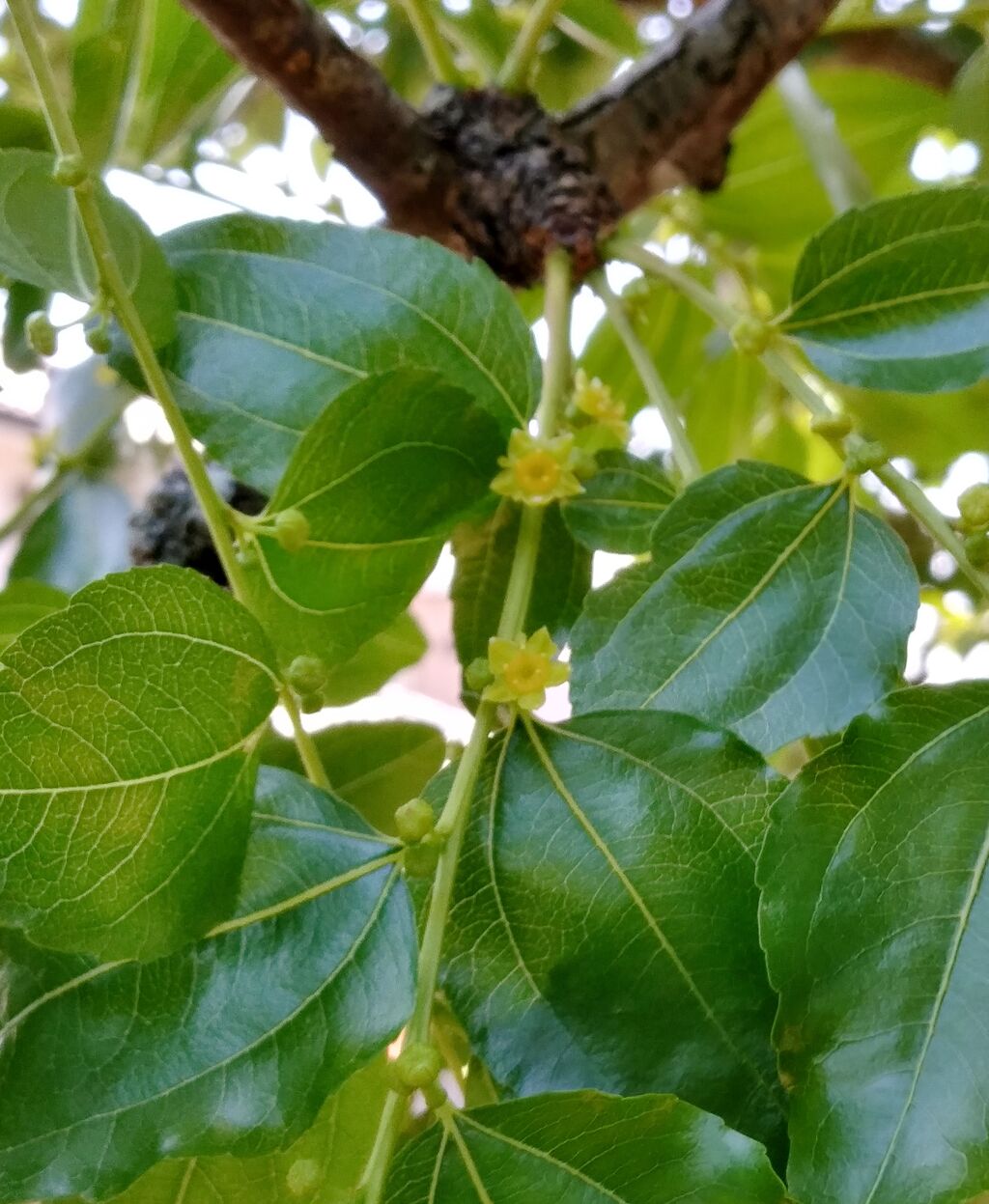 なんなんなつめ ちかごろの祐信