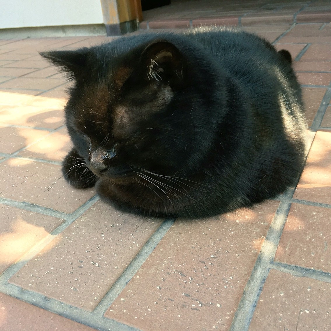 ファッション キモノ イキモノ Chokoとチョコと