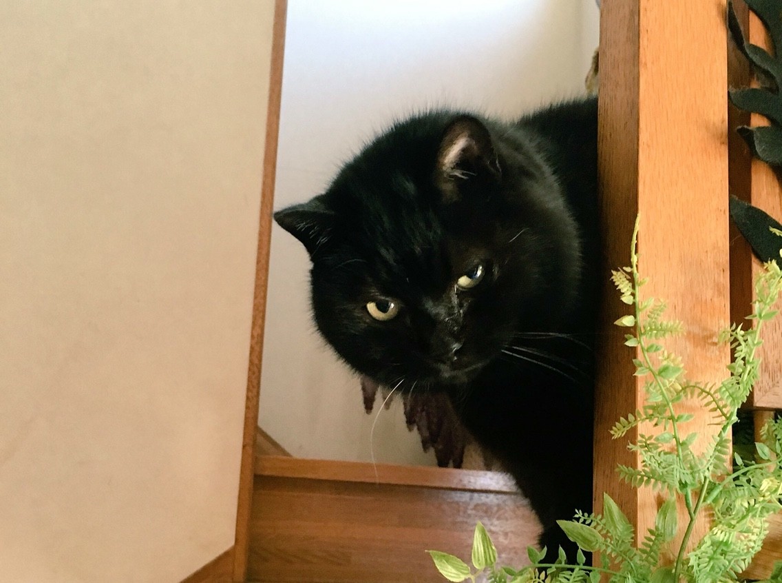 ファッション キモノ イキモノ Chokoとチョコと