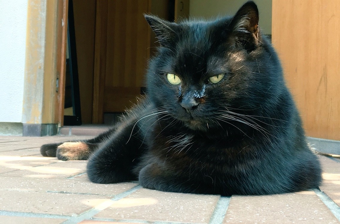 ファッション キモノ イキモノ Chokoとチョコと