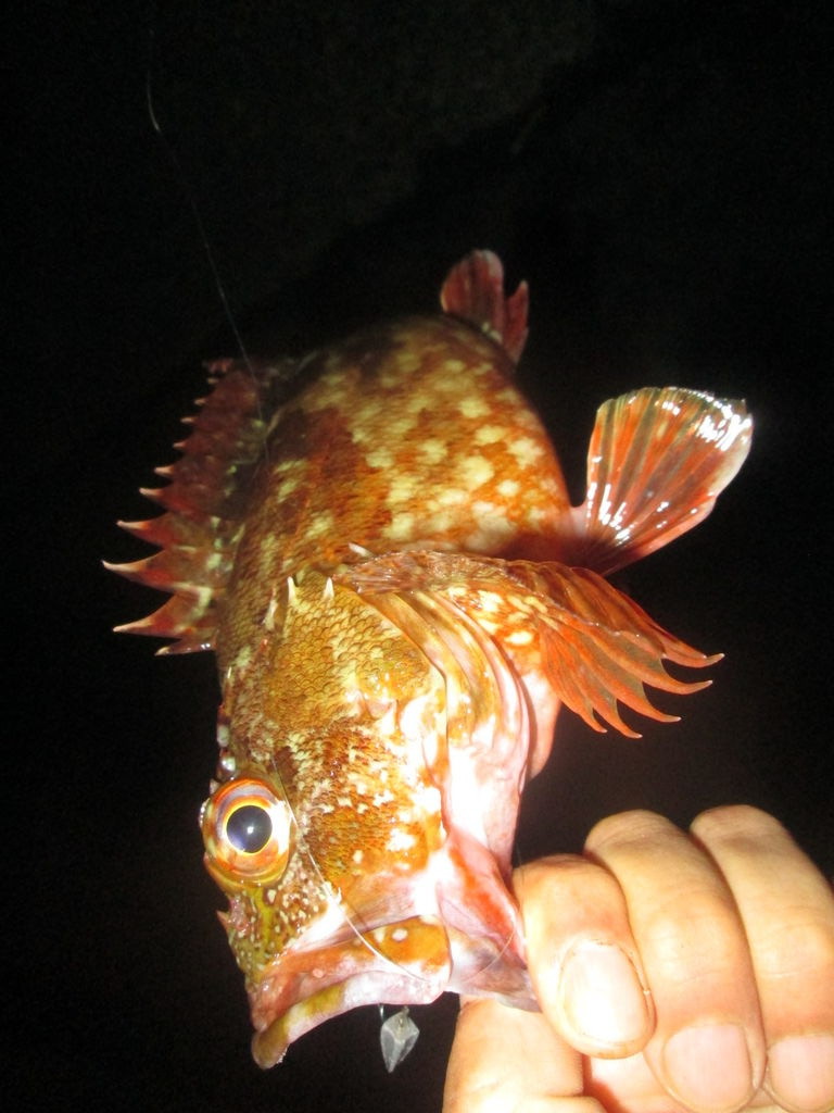 フナムシで釣れる魚たち1 フナムシ通信 フナムシで釣れる魚たち1 フナムシ通信