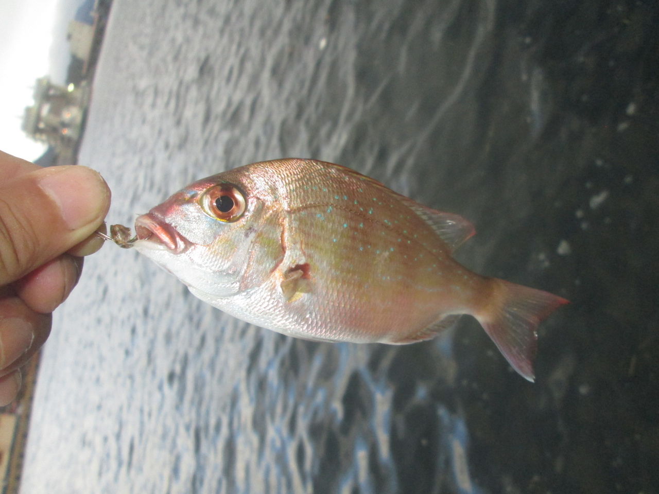 フナムシで釣れる魚たち1 フナムシ通信